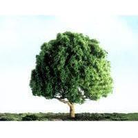 JTT Oak Trees 64mm (2)