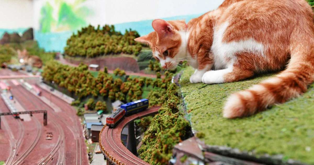 Model Railways vs Cats: An Eternal Battle